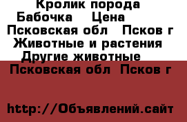 Кролик порода “Бабочка“ › Цена ­ 800 - Псковская обл., Псков г. Животные и растения » Другие животные   . Псковская обл.,Псков г.